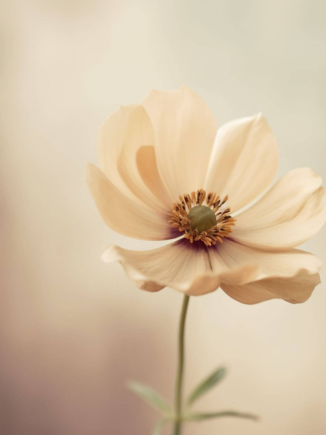 flores bonitas